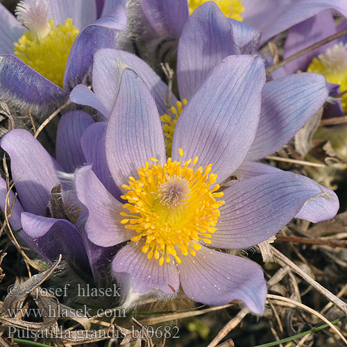 Pulsatilla grandis Großen Kuhschelle Küchenschelle