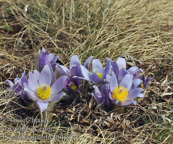 Pulsatilla grandis Koniklec velkokvětý Сон великий прострел большой