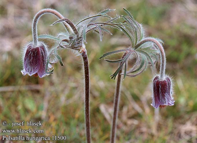 Pulsatilla hungarica 11500 HU: Magyar kökörcsin SK: Poniklec pestrasty