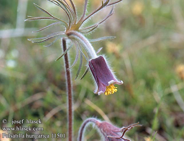 Pulsatilla hungarica 11501 HU: Magyar kökörcsin SK: Poniklec pestrasty