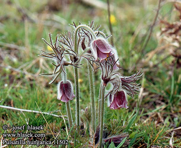 Pulsatilla hungarica 11502 HU: Magyar kökörcsin SK: Poniklec pestrasty