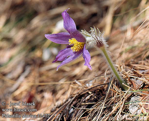 Pulsatilla slavica 11472 FR: Pulsatille slovaque HU: Szlovák kökörcsin PL: Sasanka słowacka SK: poniklec slovenský CZ: Koniklec slovenský RU: анемон татранский Пульсатилла словацкая