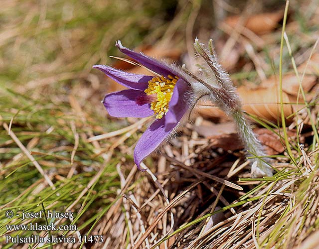 Pulsatilla slavica 11473 FR: Pulsatille slovaque HU: Szlovák kökörcsin PL: Sasanka słowacka SK: poniklec slovenský CZ: Koniklec slovenský RU: анемон татранский Пульсатилла словацкая