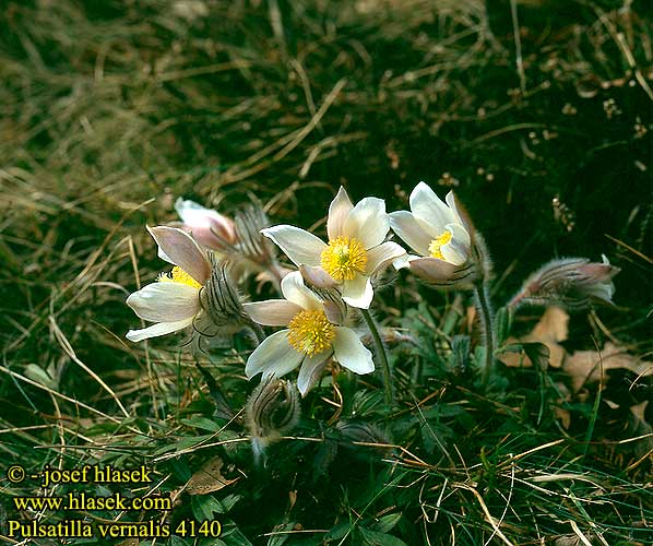 Pulsatilla vernalis 4140 DK: Vår-Kobjælde UK: Spring Pasque flower FI: Kangasvuokko FR: Pulsatille jaune SE: Mosippa CZ: koniklec jarní ES: Pulsatilla de invierno RU: Прострел весенний HU: Korai kökörcsin PL: sasanka wiosenna SK: Poniklec jarny NO: Mogop