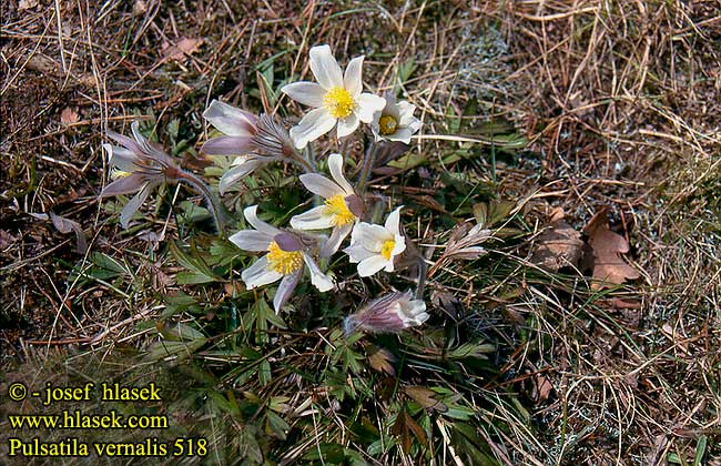 Pulsatilla vernalis 518 DK: Vår-Kobjælde UK: Spring Pasque flower FI: Kangasvuokko FR: Pulsatille jaune SE: Mosippa CZ: koniklec jarní ES: Pulsatilla de invierno RU: Прострел весенний HU: Korai kökörcsin PL: sasanka wiosenna SK: Poniklec jarny NO: Mogop