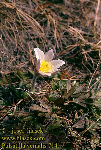 Pulsatilla vernalis 714 DK: Vår-Kobjælde UK: Spring Pasque flower FI: Kangasvuokko FR: Pulsatille jaune SE: Mosippa CZ: koniklec jarní ES: Pulsatilla de invierno RU: Прострел весенний HU: Korai kökörcsin PL: sasanka wiosenna SK: Poniklec jarny NO: Mogop