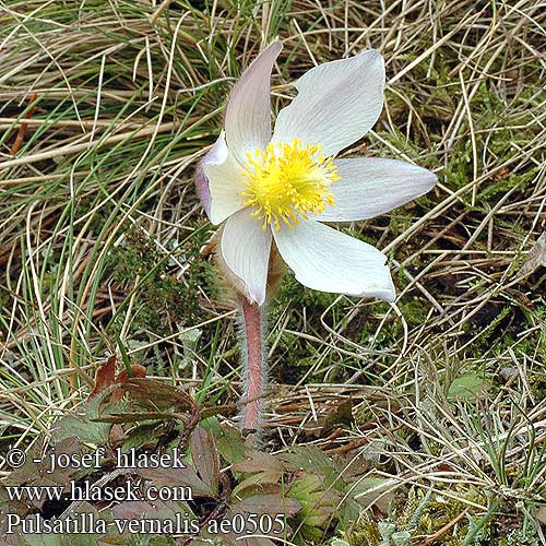 Pulsatilla vernalis ae0505 DK: Vår-Kobjælde UK: Spring Pasque flower FI: Kangasvuokko FR: Pulsatille jaune SE: Mosippa CZ: koniklec jarní ES: Pulsatilla de invierno RU: Прострел весенний HU: Korai kökörcsin PL: sasanka wiosenna SK: Poniklec jarny NO: Mogop