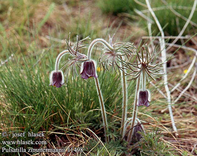 Pulsatilla zimmermannii 11498 SK: Poniklec Zimmermannov