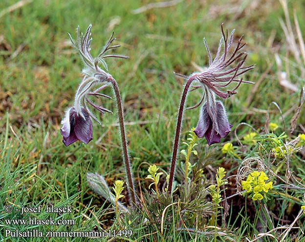 Pulsatilla zimmermannii 11499 SK: Poniklec Zimmermannov