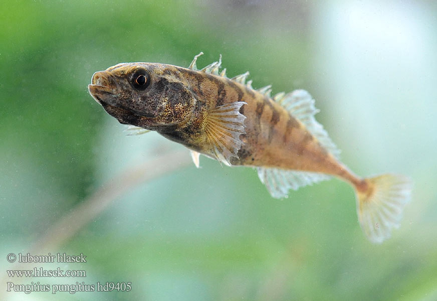 Neunstachliger Stichling Koljuška devítiostná Tiendoornige stekelbaars Nipigget hundestejle Ninespine stickleback Nine spined Kilenctüskés pikó Devynspyglė dyglė Luukarits Nipigget stingsild Девятииглая колюшка Kymmenpiikki Småspigg Kücükdikence baligi Pungitius pungitius Cierniczek