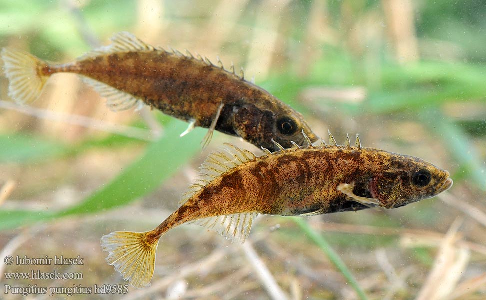 Småspigg Kücükdikence baligi Pungitius pungitius Cierniczek Neunstachliger Stichling Koljuška devítiostná Tiendoornige stekelbaars Nipigget hundestejle Ninespine stickleback Nine spined Kilenctüskés pikó Devynspyglė dyglė Luukarits Nipigget stingsild Девятииглая колюшка Kymmenpiikki