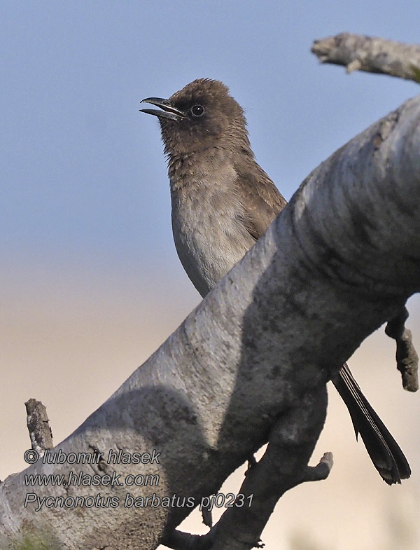 Pycnonotus barbatus Bulbul zahradní