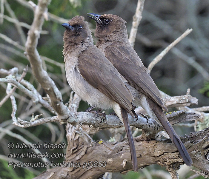 Bulbul golanera アフリカヒヨドリ Pycnonotus barbatus