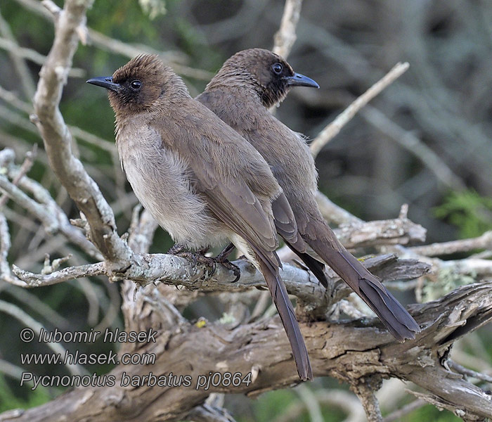 Bulbul Jardinero Kyläbulbuli Pycnonotus barbatus