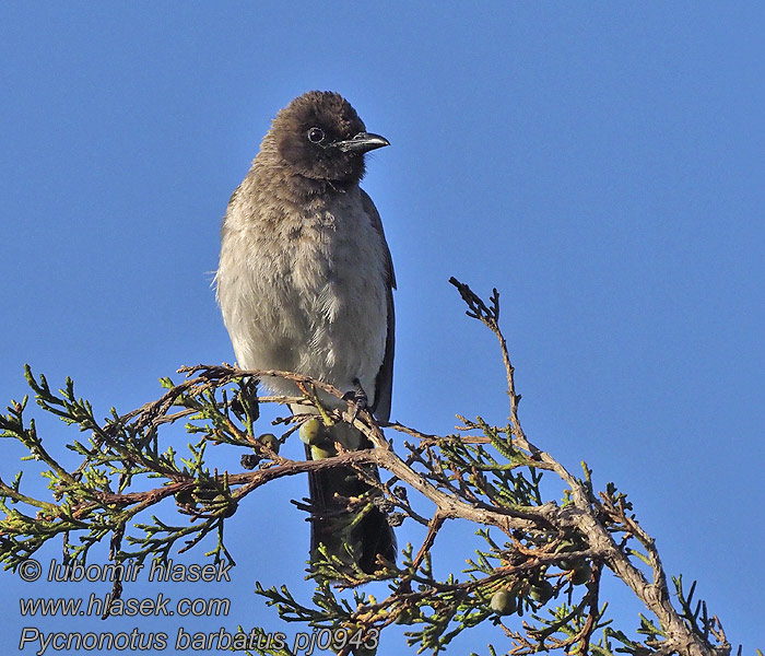 Bulbul zahradní Pycnonotus barbatus