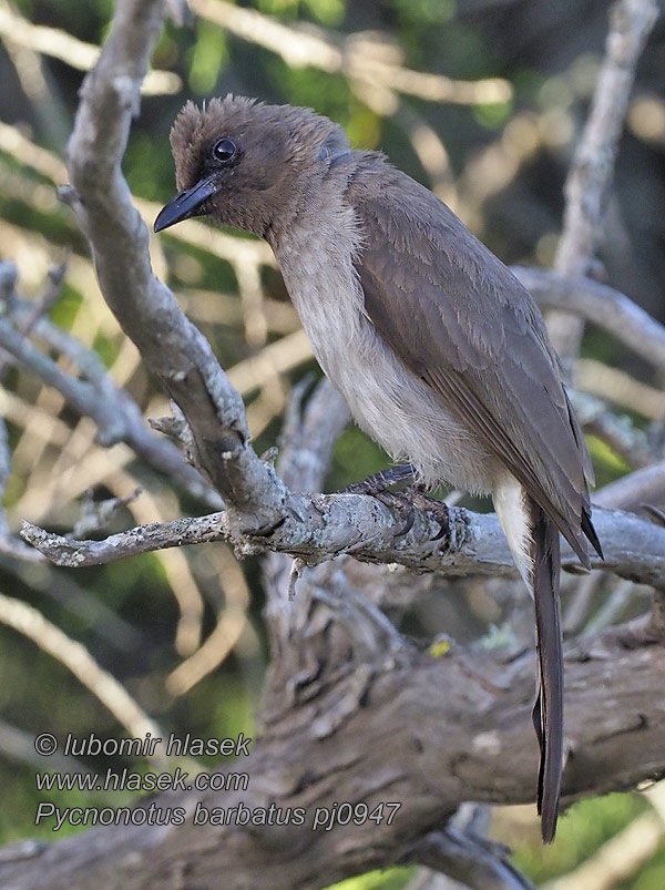 黑眼鹎 Bulbul zahradní Pycnonotus barbatus