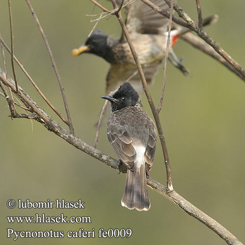 Pycnonotus cafer Red-vented Bulbul Bulbul šupinkový Rußbülbül Bulbul Caudal Roja Bulbul ventre rouge Bulbul sottocoda rosso シリアカヒヨドリ Roodbuik-buulbuul Bilbil czerwonoplamy 黑喉红臀鹎 Kızıl Arapbülbülü Rödgumpad bulbyl Mrki bulbul Bylbyl hnedý Rødgumpbylbyl البلبل أحمر باطن الذيل Kondai kuruvi Rødgumpet Bulbul