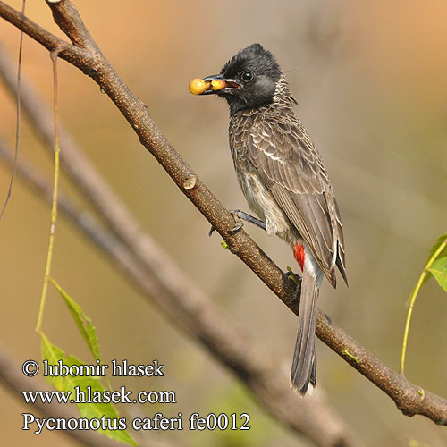 Bulbul Caudal Roja Bulbul ventre rouge Bulbul sottocoda rosso シリアカヒヨドリ Roodbuik-buulbuul Bilbil czerwonoplamy 黑喉红臀鹎 Kızıl Arapbülbülü Rödgumpad bulbyl Mrki bulbul Bylbyl hnedý Rødgumpbylbyl البلبل أحمر باطن الذيل Kondai kuruvi Rødgumpet Bulbul Pycnonotus cafer Red-vented Bulbul Bulbul šupinkový Rußbülbül