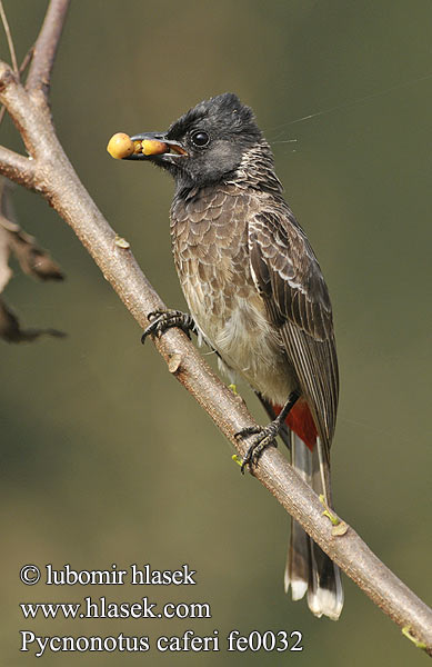 Kızıl Arapbülbülü Rödgumpad bulbyl Mrki bulbul Bylbyl hnedý Rødgumpbylbyl البلبل أحمر باطن الذيل Kondai kuruvi Rødgumpet Bulbul Pycnonotus cafer Red-vented Bulbul Bulbul šupinkový Rußbülbül Bulbul Caudal Roja Bulbul ventre rouge Bulbul sottocoda rosso シリアカヒヨドリ Roodbuik-buulbuul Bilbil czerwonoplamy 黑喉红臀鹎