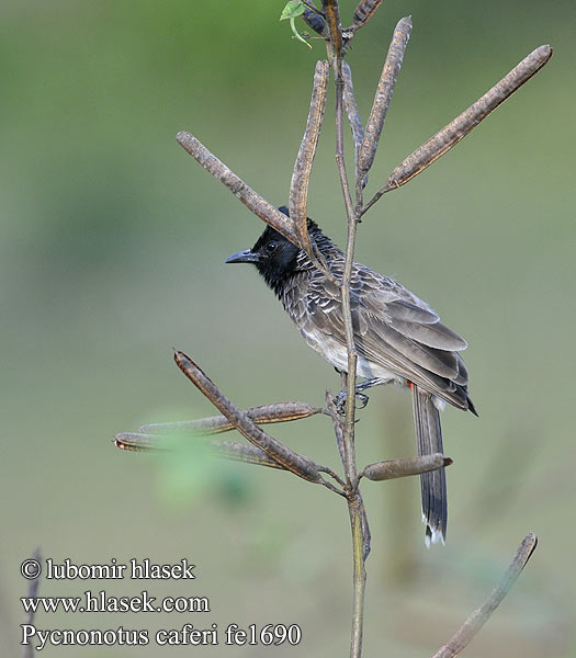 Rødgumpbylbyl البلبل أحمر باطن الذيل Kondai kuruvi Rødgumpet Bulbul Pycnonotus cafer Red-vented Bulbul Bulbul šupinkový Rußbülbül Bulbul Caudal Roja Bulbul ventre rouge Bulbul sottocoda rosso シリアカヒヨドリ Roodbuik-buulbuul Bilbil czerwonoplamy 黑喉红臀鹎 Kızıl Arapbülbülü Rödgumpad bulbyl Mrki bulbul Bylbyl hnedý