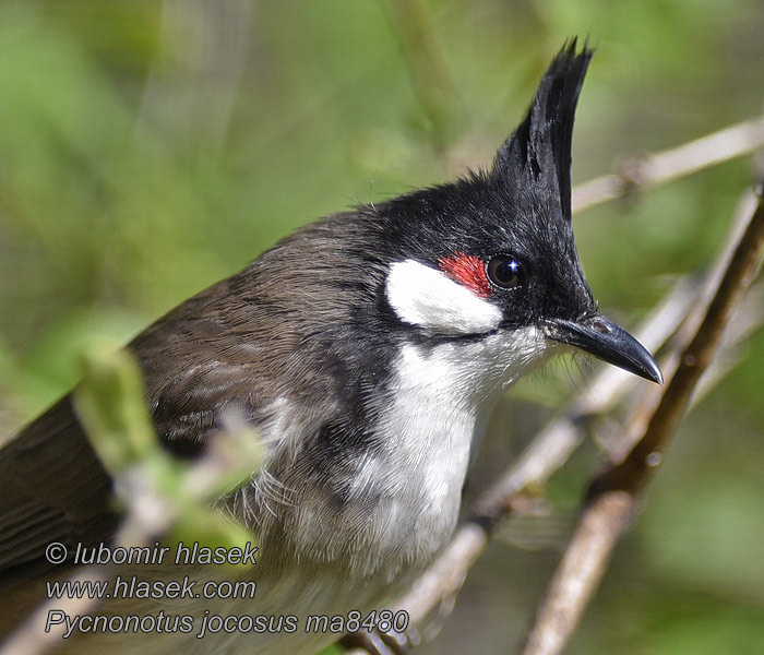 Pycnonotus jocosus 红耳鹎 Bulbul červenouchý Rotohrbülbül Rødøret Bulbul Red-whiskered Bulbul