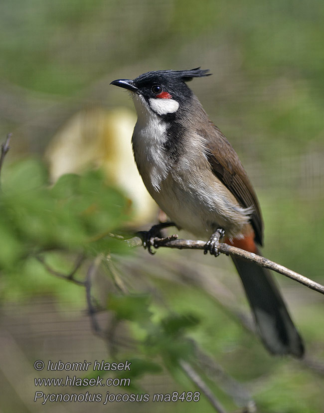 Pycnonotus jocosus Orfeo Bulbul orphée Bulbul dai mustacchi rossi コウラウン Roodoorbuulbuul Bilbil zbroczony Красноухий бюльбюль