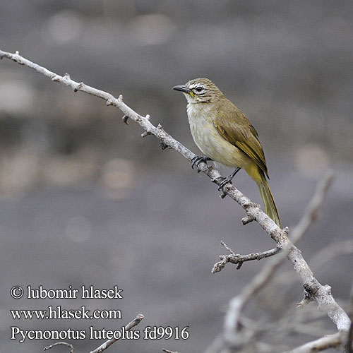 Pycnonotus luteolus White-browed Bulbul Bulbul bělobrvý Brauenbülbül Bulbul Cejas Blancas Bulbul sourcils blancs Bulbul sopraccigli gialli マミジロヒヨドリ Witbrauwbuulbuul Bilbil bialobrewy Indisk Bulbul