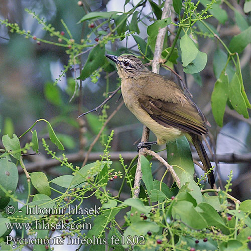 Bulbul Cejas Blancas Bulbul sourcils blancs Bulbul sopraccigli gialli マミジロヒヨドリ Witbrauwbuulbuul Bilbil bialobrewy Indisk Bulbul Pycnonotus luteolus White-browed Bulbul Bulbul bělobrvý Brauenbülbül