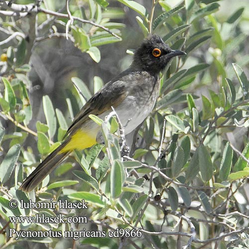 Pycnonotus nigricans Black-fronted Bulbul Bulbul rudooký Maskenbülbül Rødøjet Bulbul Bulbul Ojos Rojos Punasilmäbulbuli Bulbul brunoir occhirossi アカメアフリカヒヨドリ Maskerbuulbuul Bilbil czerwonooki Масковый бюльбюль Rooioogtiptol Tuta-de-olhos-vermelhos