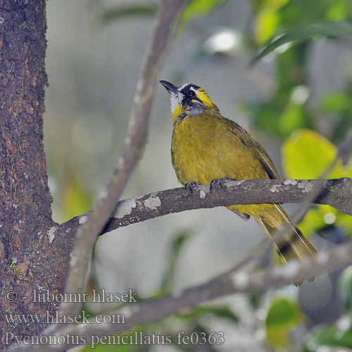 Pycnonotus penicillatus  Yellow-eared Bulbul Bulbul srilanský cejlonský Schmuckbülbül Bulbul Copete Amarillo Bulbul ciuffogiallo Bulbul oreillard キミミヒヨドリ Geelpluim-buulbuul Bilbil zóltouchy Bylbyl uškatý Duskbylbyl Pragtbulbul