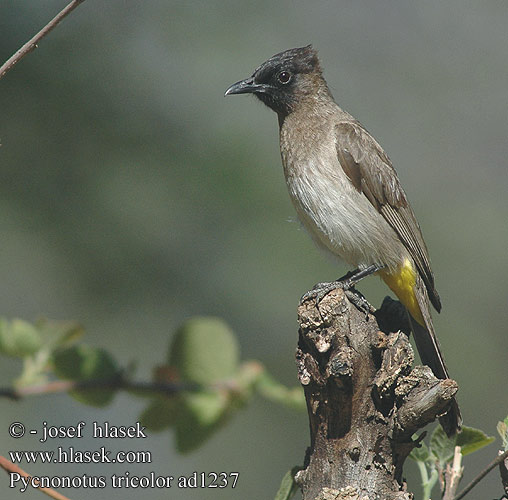 Pycnonotus tricolor barbatus Dark-capped Black-eyed Bulbul tricolore jardins Grauwe Buulbuul Bulbul caposcuro golanera Gulgumpet Bulbul tříbarvý zahradní Gelbsteißbülbül Graubülbül Bergwaldbülbül Graubülbül Bilbil okopcony Трёхцветный бюльбюль Бородатый обыкновенный Bulbul Jardinero Naranjero アフリカヒヨドリ Hagebylbyl Bylbyl sivý Trädgårdsbulbyl Esmer arapbülbülü