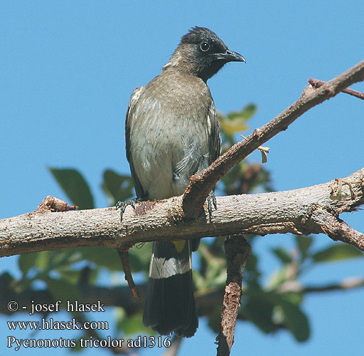 Bulbul tricolore jardins Grauwe Buulbuul Bulbul caposcuro golanera Gulgumpet Bulbul tříbarvý zahradní Gelbsteißbülbül Graubülbül Bergwaldbülbül Graubülbül Bilbil okopcony Трёхцветный бюльбюль Бородатый обыкновенный Bulbul Jardinero Naranjero アフリカヒヨドリ Hagebylbyl Bylbyl sivý Trädgårdsbulbyl Esmer arapbülbülü Pycnonotus tricolor barbatus Dark-capped Black-eyed