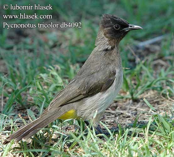 Bulbul Jardinero Naranjero アフリカヒヨドリ Hagebylbyl Bylbyl sivý Trädgårdsbulbyl Esmer arapbülbülü Pycnonotus tricolor barbatus Dark-capped Black-eyed Bulbul tricolore jardins Grauwe Buulbuul Bulbul caposcuro golanera Gulgumpet Bulbul tříbarvý zahradní Gelbsteißbülbül Graubülbül Bergwaldbülbül Graubülbül Bilbil okopcony Трёхцветный бюльбюль Бородатый обыкновенный