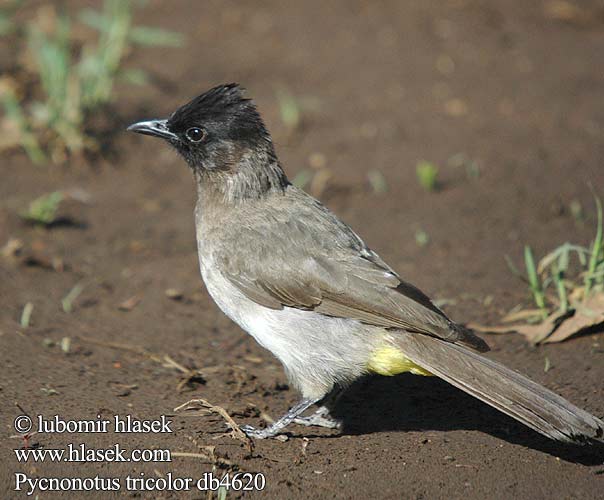 Trädgårdsbulbyl Esmer arapbülbülü Pycnonotus tricolor barbatus Dark-capped Black-eyed Bulbul tricolore jardins Grauwe Buulbuul Bulbul caposcuro golanera Gulgumpet Bulbul tříbarvý zahradní Gelbsteißbülbül Graubülbül Bergwaldbülbül Graubülbül Bilbil okopcony Трёхцветный бюльбюль Бородатый обыкновенный Bulbul Jardinero Naranjero アフリカヒヨドリ Hagebylbyl Bylbyl sivý