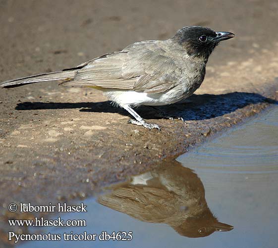 Dark-capped Black-eyed Bulbul tricolore jardins Grauwe Buulbuul Bulbul caposcuro golanera Gulgumpet Bulbul tříbarvý zahradní Gelbsteißbülbül Graubülbül Bergwaldbülbül Graubülbül Bilbil okopcony Трёхцветный бюльбюль Бородатый обыкновенный Bulbul Jardinero Naranjero アフリカヒヨドリ Hagebylbyl Bylbyl sivý Trädgårdsbulbyl Esmer arapbülbülü Pycnonotus tricolor barbatus