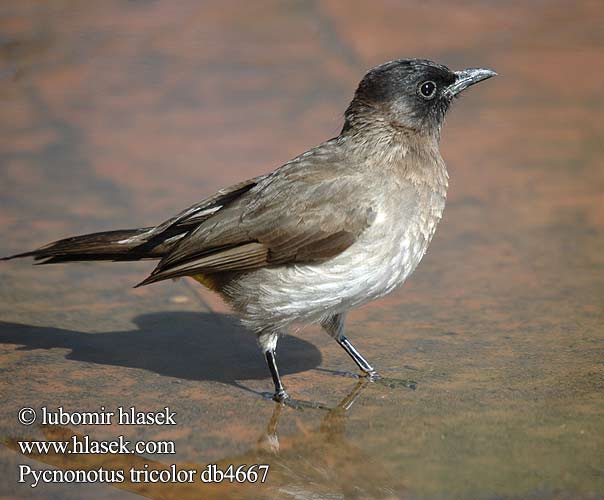 Bulbul caposcuro golanera Gulgumpet Bulbul tříbarvý zahradní Gelbsteißbülbül Graubülbül Bergwaldbülbül Graubülbül Bilbil okopcony Трёхцветный бюльбюль Бородатый обыкновенный Bulbul Jardinero Naranjero アフリカヒヨドリ Hagebylbyl Bylbyl sivý Trädgårdsbulbyl Esmer arapbülbülü Pycnonotus tricolor barbatus Dark-capped Black-eyed Bulbul tricolore jardins Grauwe Buulbuul
