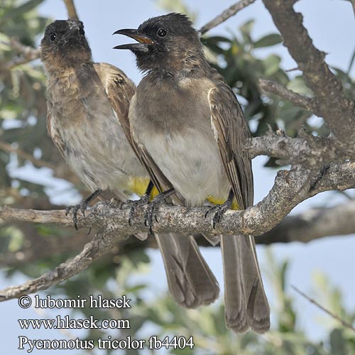 Bilbil okopcony Трёхцветный бюльбюль Бородатый обыкновенный Bulbul Jardinero Naranjero アフリカヒヨドリ Hagebylbyl Bylbyl sivý Trädgårdsbulbyl Esmer arapbülbülü Pycnonotus tricolor barbatus Dark-capped Black-eyed Bulbul tricolore jardins Grauwe Buulbuul Bulbul caposcuro golanera Gulgumpet Bulbul tříbarvý zahradní Gelbsteißbülbül Graubülbül Bergwaldbülbül Graubülbül