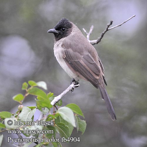 Трёхцветный бюльбюль Бородатый обыкновенный Bulbul Jardinero Naranjero アフリカヒヨドリ Hagebylbyl Bylbyl sivý Trädgårdsbulbyl Esmer arapbülbülü Pycnonotus tricolor barbatus Dark-capped Black-eyed Bulbul tricolore jardins Grauwe Buulbuul Bulbul caposcuro golanera Gulgumpet Bulbul tříbarvý zahradní Gelbsteißbülbül Graubülbül Bergwaldbülbül Graubülbül Bilbil okopcony