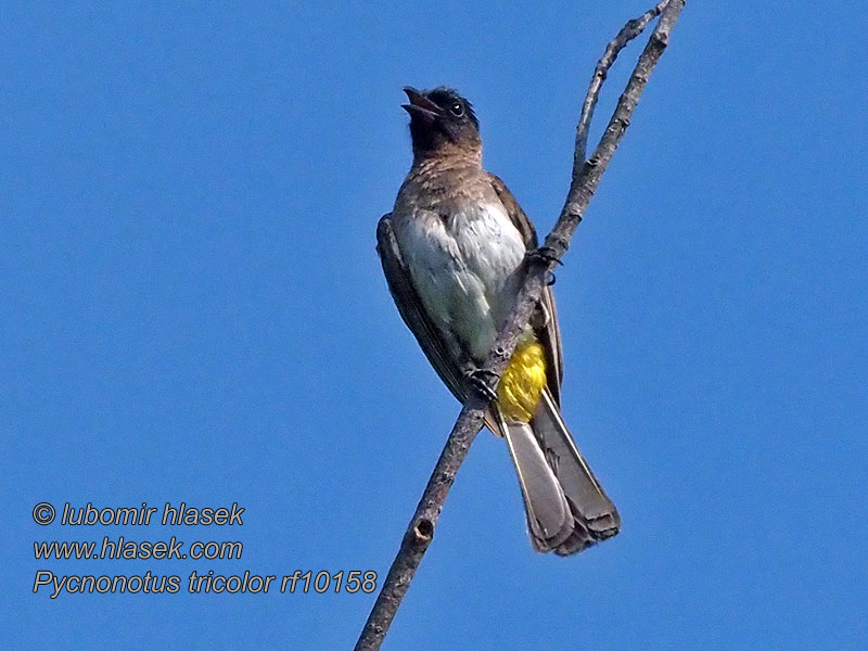 Bulbul tříbarvý zahradní Pycnonotus tricolor