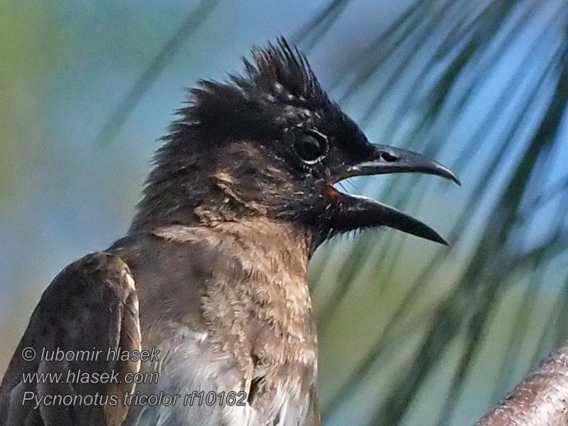 Grauwe Buulbuul Bulbul caposcuro golanera Gulgumpet Pycnonotus tricolor