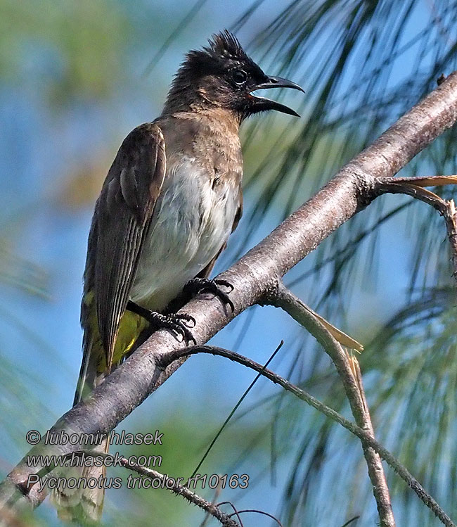 Dark-capped Black-eyed Bulbul tricolore jardins Pycnonotus tricolor