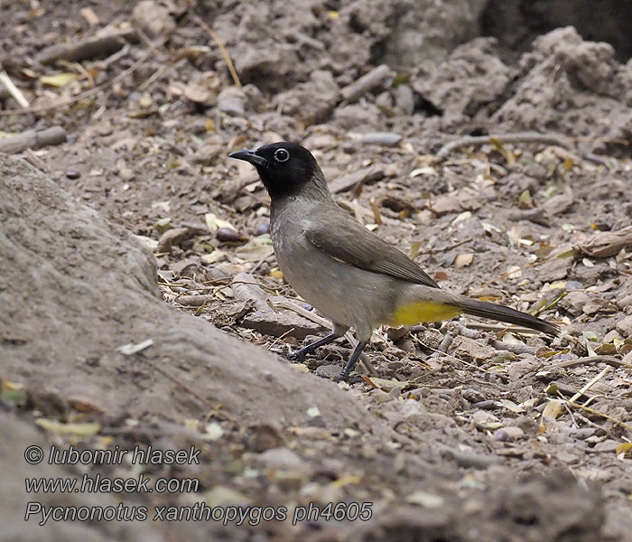 Yellow-vented Bulbul Levantbulbul Arabianbulbuli Pycnonotus xanthopygos