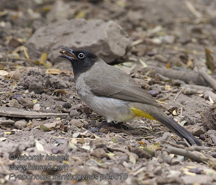 Bulbul d'arabie arabe Arabische Goudmus Pycnonotus xanthopygos