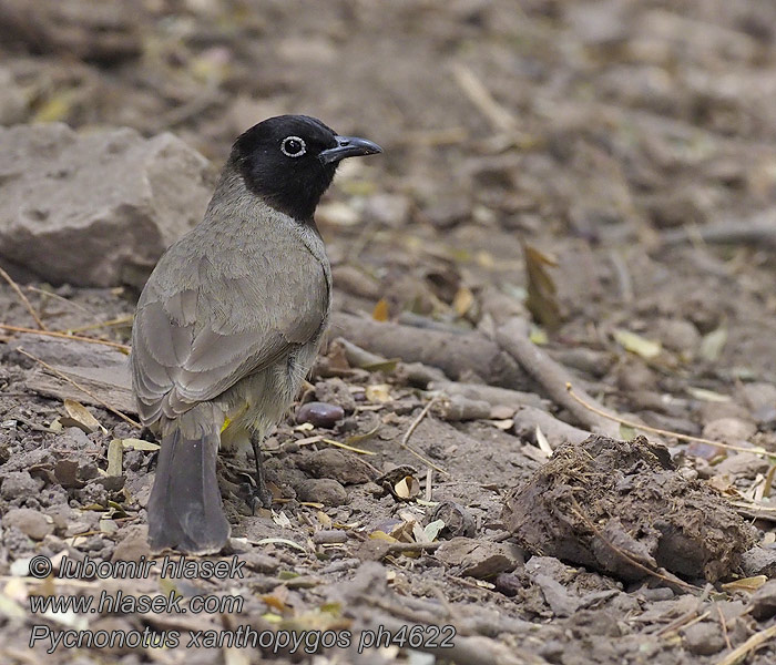 Syrische buulbuul Bulbul capinero Pycnonotus xanthopygos