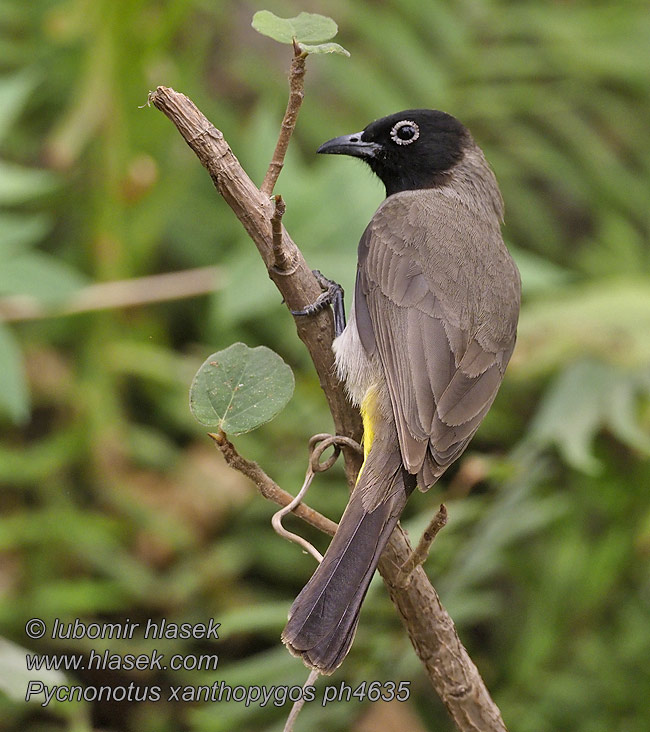 Bilbili arabski Pycnonotus xanthopygos