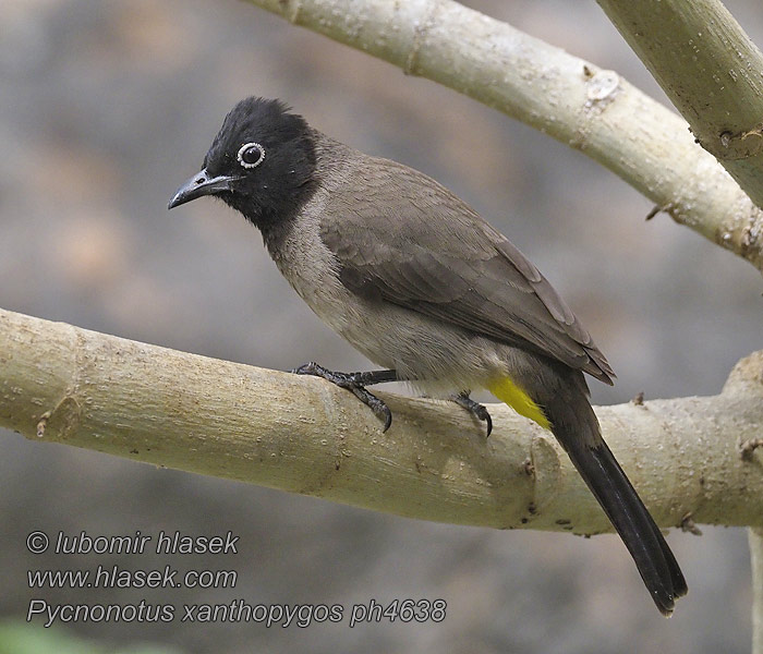 Bulbul arabský Pycnonotus xanthopygos