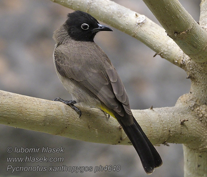 Bulbul cabecinegro Pycnonotus xanthopygos