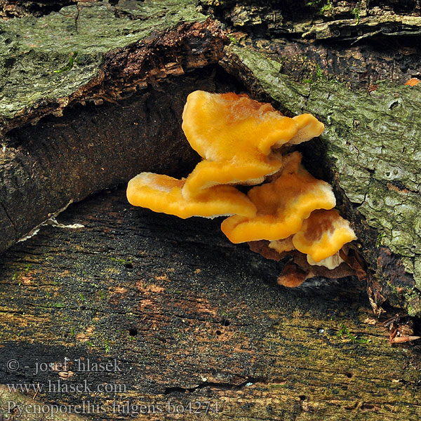 Pycnoporellus fulgens Hapalopilus Polyporus fibrillosus Oranžovec vláknitý Leuchtender Weichporling Pomarańczowiec błyszczący Oranžovec vláknitý Flammeporesvamp Brandticka Rusokääpä Polypore splendide Flammekjuke Пикнопореллус блестящий