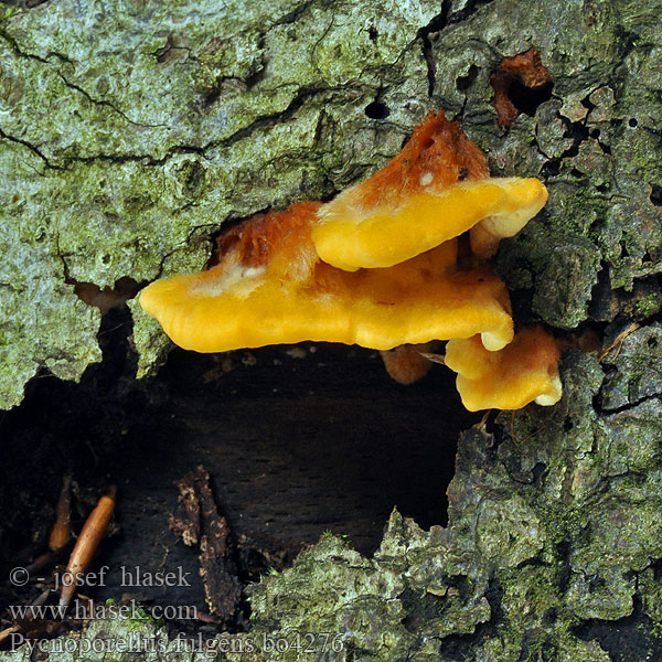 Pycnoporellus fulgens Hapalopilus Polyporus fibrillosus Oranžovec vláknitý Leuchtender Weichporling Pomarańczowiec błyszczący Oranžovec vláknitý Flammeporesvamp Brandticka Rusokääpä Polypore splendide Flammekjuke Пикнопореллус блестящий