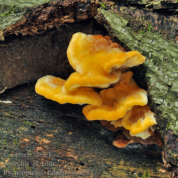 Pycnoporellus fulgens Oranžovec vláknitý Leuchtender Weichporling Pomarańczowiec błyszczący Oranžovec vláknitý Flammeporesvamp Brandticka Rusokääpä Polypore splendide Flammekjuke Пикнопореллус блестящий